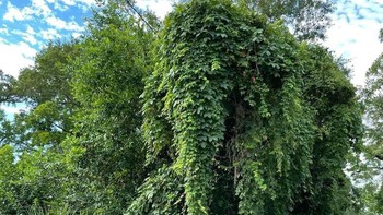 Ada yang melihat tanaman tersebut seperti seekor gajah? Foto: dok reddit/confusing_perspective