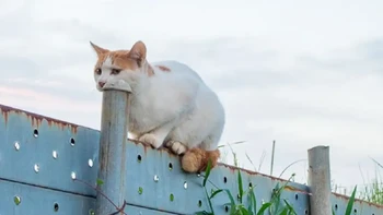 Si kucing makan tiang? Foto: dok reddit/confusing_perspective