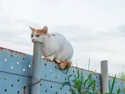 Bukti Angle Foto Bisa Bikin Mata Tertipu