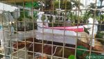 Momen Pemakaman Rachmawati Soekarnoputri di TPU Karet Bivak
