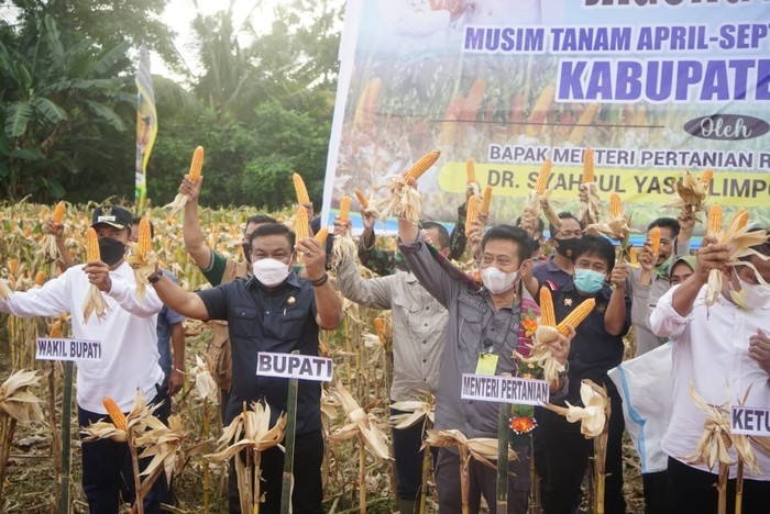 panen jagung
