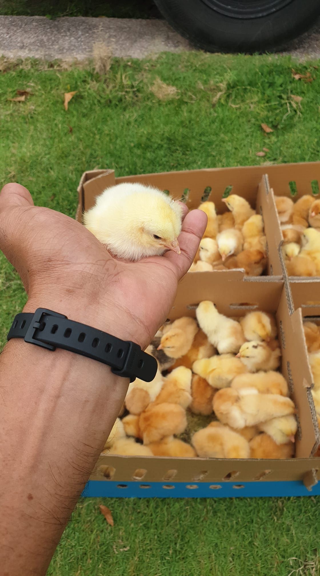 Karena Pandemi, Pramugara Ini Ganti Profesi Jadi Peternak Ayam dan Ikan