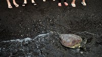 Seekor penyu bergerak menuju laut saat dilepaskan di Pantai Kalasey, Minahasa, Sulawesi Utara, Minggu (4/7/2021). 