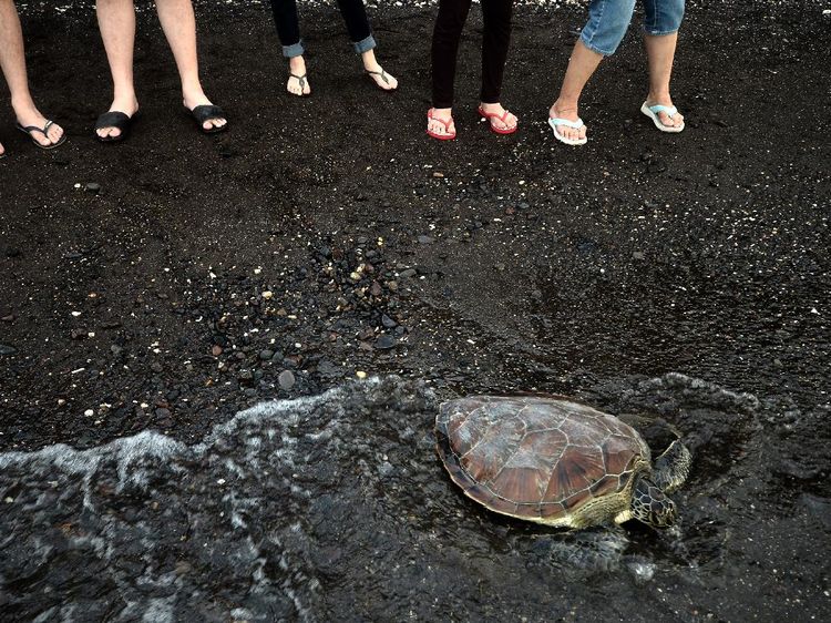 Mengenal Ritual Fang Sheng, Tradisi Melepas Binatang ke Alam Bebas
