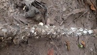 Kerang Tatoiri hidup menempel pada dinding karang atau menempel pada kayu. Jenis kerang ini tidak ditemukan di tempat lain, hanya bisa dijumpai di Telaga Mambekora saja alias endemik. (Hari Suroto/Istimewa)