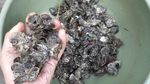 Foto: Telaga Mambekora Papua dan Kerang Jelek tapi Rasanya Gurih