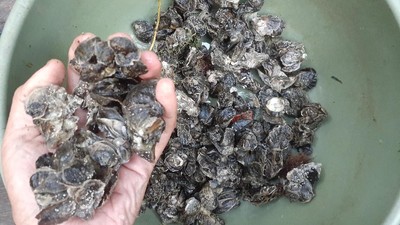 Foto: Telaga Mambekora Papua dan Kerang Jelek tapi Rasanya Gurih