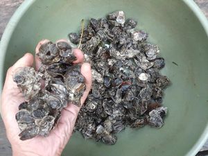 Foto: Telaga Mambekora Papua dan Kerang Jelek tapi Rasanya Gurih