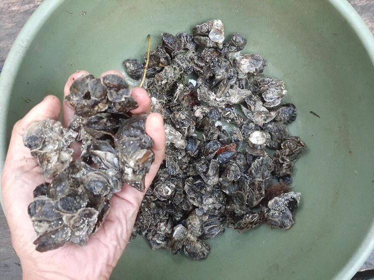 Foto: Telaga Mambekora Papua dan Kerang Jelek tapi Rasanya Gurih