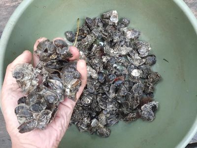 Foto: Telaga Mambekora Papua dan Kerang Jelek tapi Rasanya Gurih