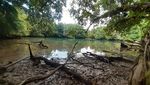 Foto: Telaga Mambekora Papua dan Kerang Jelek tapi Rasanya Gurih