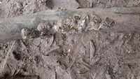 Setelah didiamkan sebentar, kerang kemudian bisa langsung dinikmati. Untuk membuka cangkang kerang yang agak keras maka digunakan pisau kecil. Kerang tatoiri ini bukanlah lauk utama, tetapi hanyalah sekedar makanan ringan. (Hari Suroto/Istimewa)