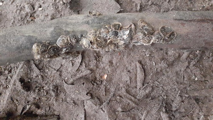 Telaga Mambekora dan Kerang Taitori Telaga Mambekora dan Kerang Taitori