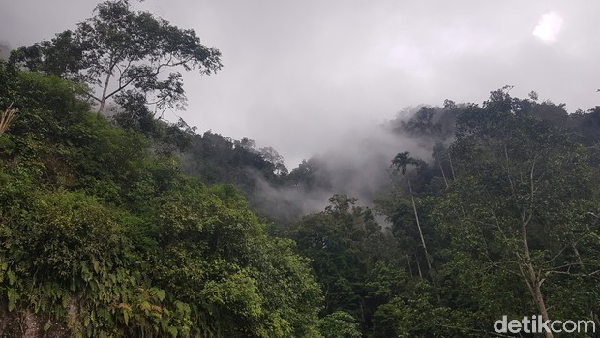 Perjalanan menuju Sarambu Sollokan dengan berjalan kaki menempih jarak sejauh kurang lebih dua kilometer, masuk ke kawasan hutan hujan tropis. Sempat terpikir untuk kembali, namun tujuan kami sudah tidak jauh lagi. Perjalanan menuju Sarambu Sollokan dengan berjalan kaki menempih jarak sejauh kurang lebih dua kilometer, masuk ke kawasan hutan hujan tropis. Sempat terpikir untuk kembali, namun tujuan kami sudah tidak jauh lagi.