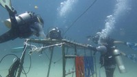 Anggota BNI HiMovers Dive Community tengah mempersiapkan bibit terumbu karang untuk ditanam dalam rangka restorasi terumbu karang di Perairan Pantai Pulisan, Kecamatan Likupang, Kabupaten Minahasa Utara, Sulawesi Utara, akhir Juni lalu.