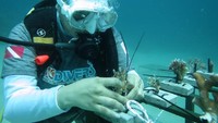 BNI menanam 1.946 bibit terumbu karang sebagai bagian dari ungkapan suka cita dalam rangkaian perayaan HUT ke-75 pada 5 Juli 2021. Penanaman terumbu karang ini dilaksanakan oleh para pegawai BNI yang tergabung dalam BNI HiMovers Dive Community  dengan dan Tim Seasoldier Sulut.