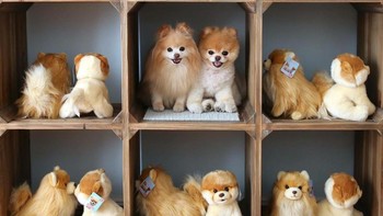 Bisa tebak mana anjing yang asli? Foto: Brightside