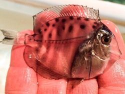 Deretan Kamuflase Canggih Hewan Bikin Mata Kebingungan