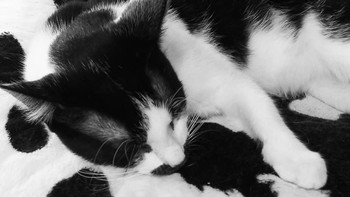 Si kucing yang senada dengan warna kasurnya. Foto: Brightside