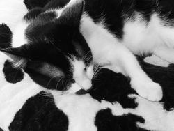 Deretan Kamuflase Canggih Hewan Bikin Mata Kebingungan