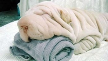 Ada dua tumpukan handuk? Ternyata bagian atas adalah anjing. Foto: Brightside