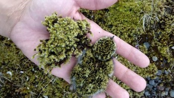 Seekor cerek emas kecil yang sedang menyamar di antara lumut Foto: Brightside