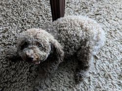 Deretan Kamuflase Canggih Hewan Bikin Mata Kebingungan