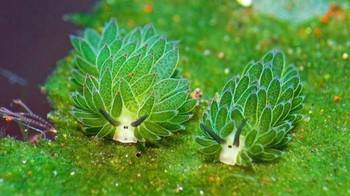 Siput laut domba kecil yang bisa berbaur dengan lumut. Foto: Brightside