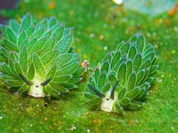 Deretan Kamuflase Canggih Hewan Bikin Mata Kebingungan