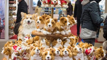 Gemasnya di antara boneka-boneka anjing ada  yang asli. Foto: Brightside