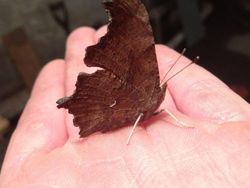 Deretan Kamuflase Canggih Hewan Bikin Mata Kebingungan