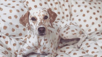 Si anjing yang seperti bunglon, seakan bisa berubah warna. Foto: Brightside