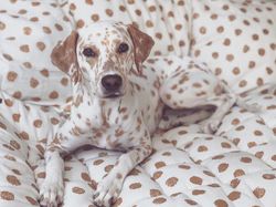 Deretan Kamuflase Canggih Hewan Bikin Mata Kebingungan