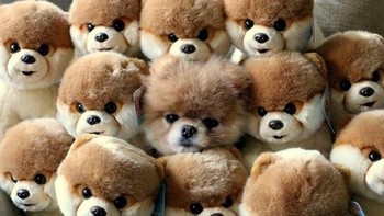 Bisa tebak mana yang anjing asli? Foto: Brightside