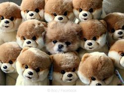 Deretan Kamuflase Canggih Hewan Bikin Mata Kebingungan