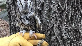 Burung hantu yang menyatu dengan warna pohon. Foto: Brightside