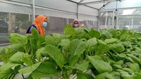 Tanaman tumbuh sehat dan optimal