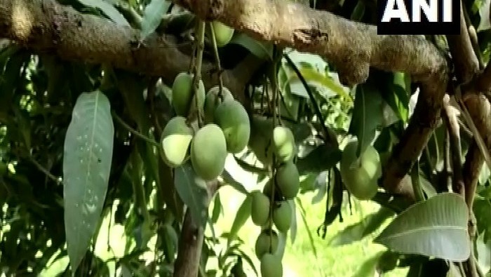 Mantap! Satu Pohon Ini Berbuah Ratusan Varietas Mangga