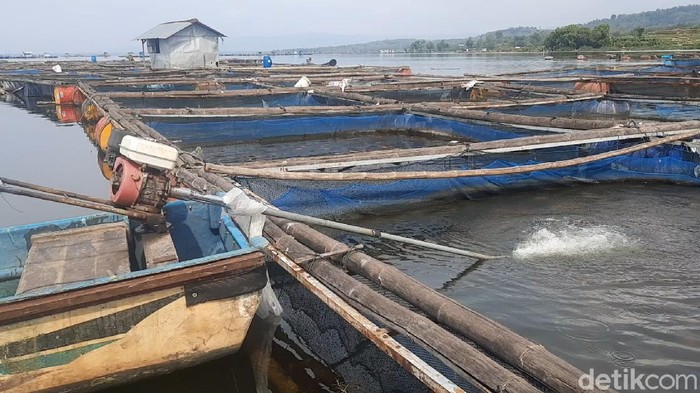 Pertanian karamba di Waduk Gajah Mungkur, Wonogiri, Jawa Tengah.