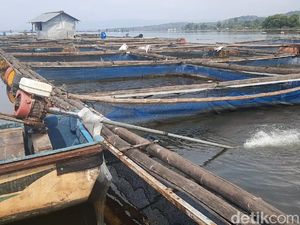 Cara Petani Karamba Waduk Gajah Mungkur-Kedung Ombo Akali Krisis Oksigen