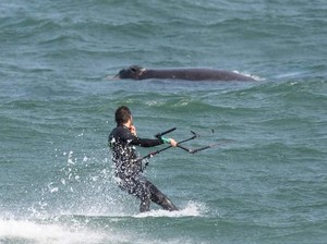 Pria Australia Ditangkap karena Berselancar Dekat Ikan Paus