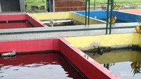 Kolam ikan