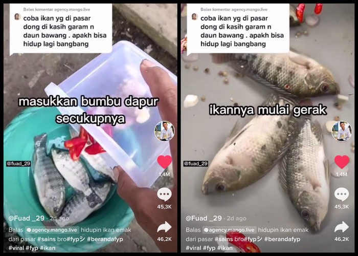 Viral Tutorial Hidupkan Ikan Mujair Mati, Pakai Air Garam dan Bumbu Dapur! Viral Tutorial Hidupkan Ikan Mujair Mati, Pakai Air Garam dan Bumbu Dapur!