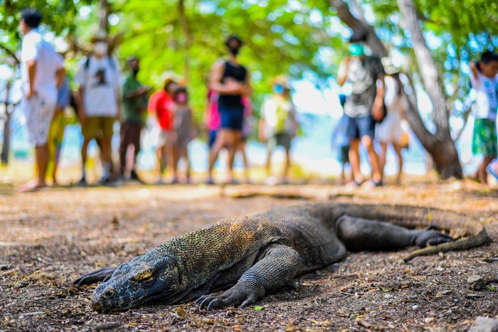Wisatawan melihat komodo di Taman Nasional Komodo, Nusa Tenggara Timur.