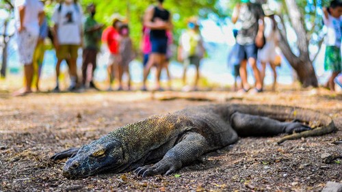 Wisatawan melihat komodo di Taman Nasional Komodo, Nusa Tenggara Timur.