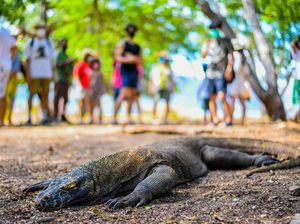 Penundaan Tiket TN Komodo, Pengusaha Wisata Bahari: Terimakasih