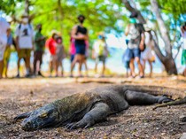 ASITA Pertanyakan Penutupan TN Komodo untuk Wisata, Pemulihan Alam atau Kedok?