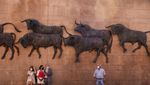 Awas Diseruduk, Yuk Lihat Pertunjukan Adu Banteng di Negeri Matador