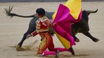 Awas Diseruduk, Yuk Lihat Pertunjukan Adu Banteng di Negeri Matador