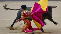 Banteng sudah menjadi bagian dari budaya bagi masyarakat Spanyol sejak zaman Romawi. Masyarakat yang tinggal di Iberia sering kali mengunjungi sirkus-sirkus untuk melihat pertarungan antara seorang gladiator melawan seekor binatang, salah satunya banteng.